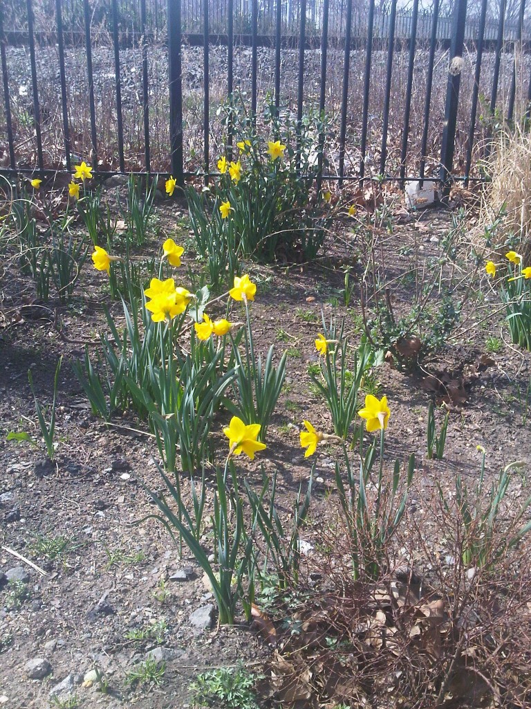JHBG Daffodil